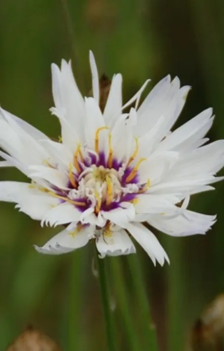 Catananche caerulea 'Alba'