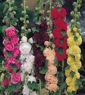 Alcea rosea 'Chater's double mix'