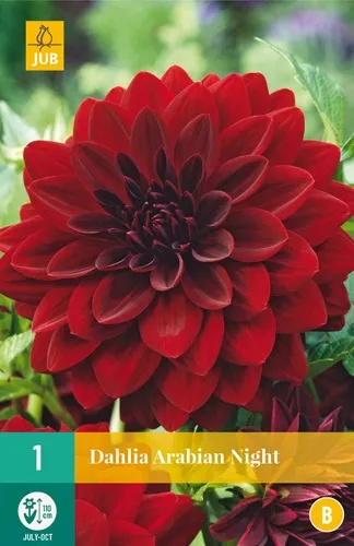 Dahlia 'Arabian Night'