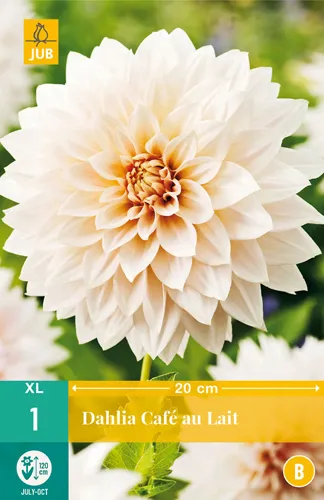 Dahlia 'Café au Lait'