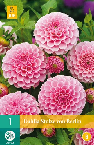 Dahlia 'Stolze von Berlin'