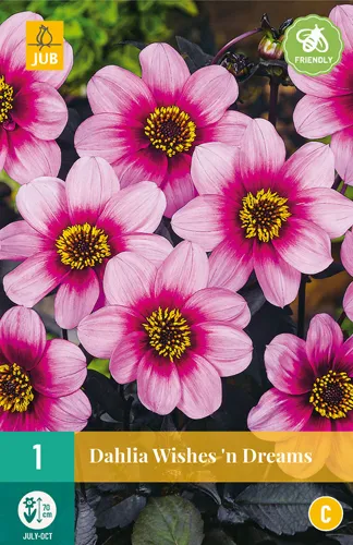 Dahlia 'Wishes'n Dreams'