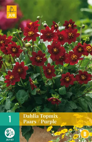 Dahlia Topmix Paars