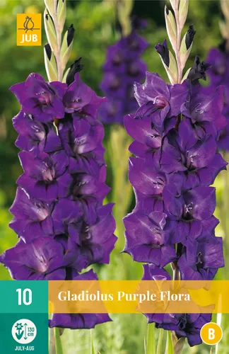 Gladiolus 'Purple Flora'