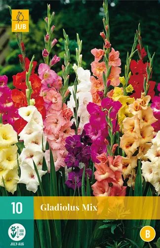 Gladiolus Mix 