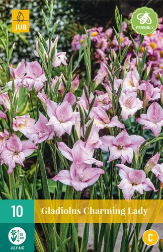 Gladiolus 'Charming Lady'