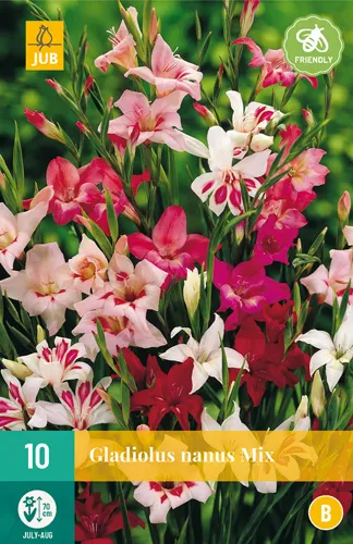 Gladiolus Nanus Mix 