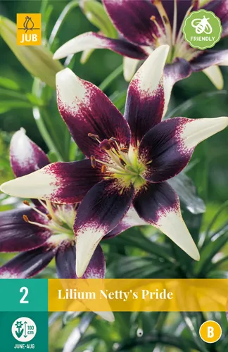 X 2 LILIUM NETTYS PRIDE 14/16