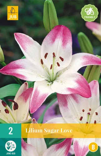 Lilium 'Sugar Love'