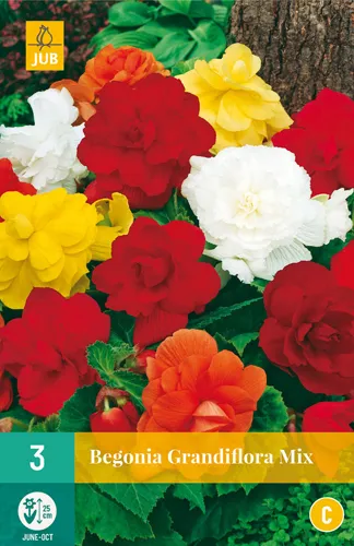 Begonia Grandiflora Mix