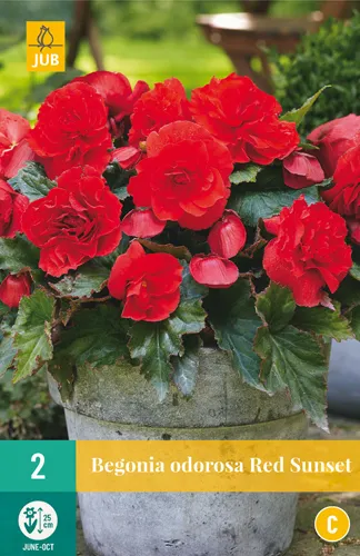 Begonia cascade 'ODOROSA RED SUNSET'