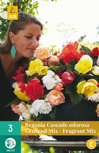 Begonia 'Cascade Odorosa' Fragrant Mix
