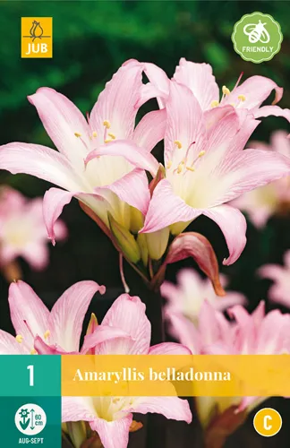 Amaryllis belladonna