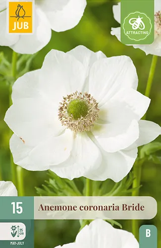 Anemone coronaria 'Bride' 