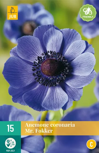 Anemone coronaria 'Mr. Fokker' 