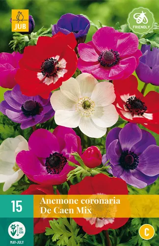 Anemone 'De Caen' Mix