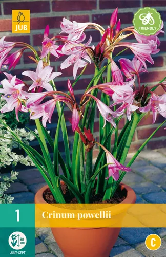 Crinum Powellii