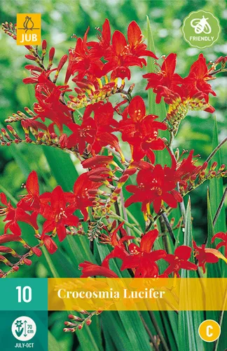 Crocosmia 'Lucifer'