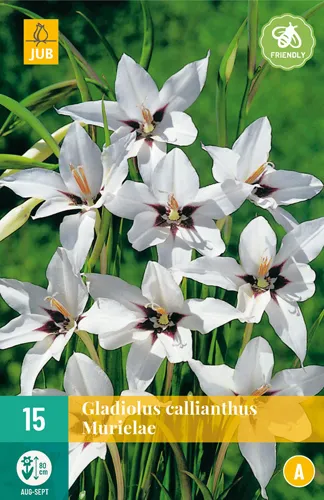 Gladiolus callianthus 'Murielae'