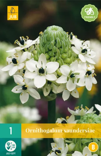 Ornithogalum saundersiae 