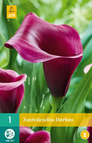 Zantedeschia 'Durban'