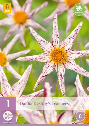Dahlia 'Destiny's Teachers'