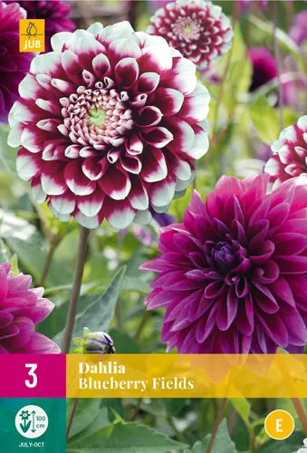 Dahlia 'Blueberry Fields'