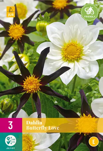 Dahlia 'Butterfly Love'