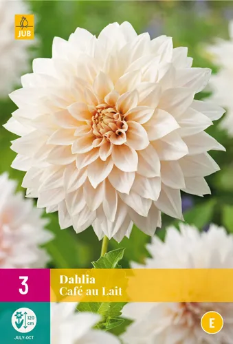 Dahlia 'Café au Lait'