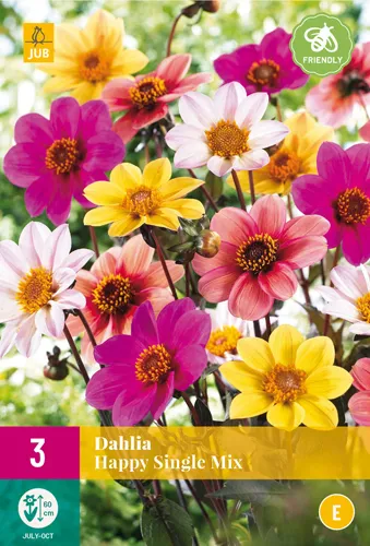 Dahlia 'Happy Single Mix'