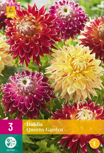 Dahlia 'Queens Garden'