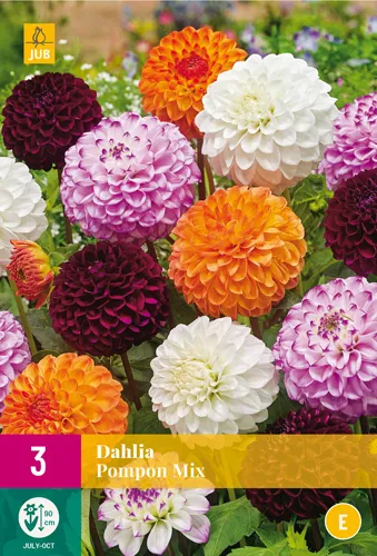 Dahlia 'Pompon Mix'