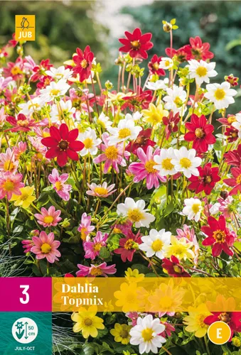 Dahlia Topmix