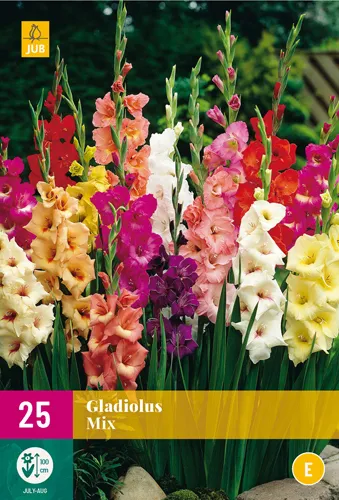 Gladiolus Mix 