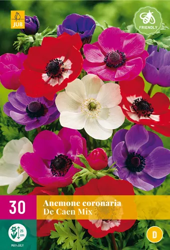 Anemone 'De Caen' Mix