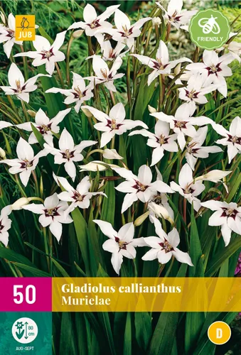 Gladiolus callianthus 'Murielae'