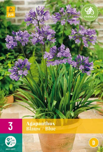Agapanthus Blauw