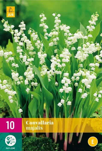 Convallaria majalis