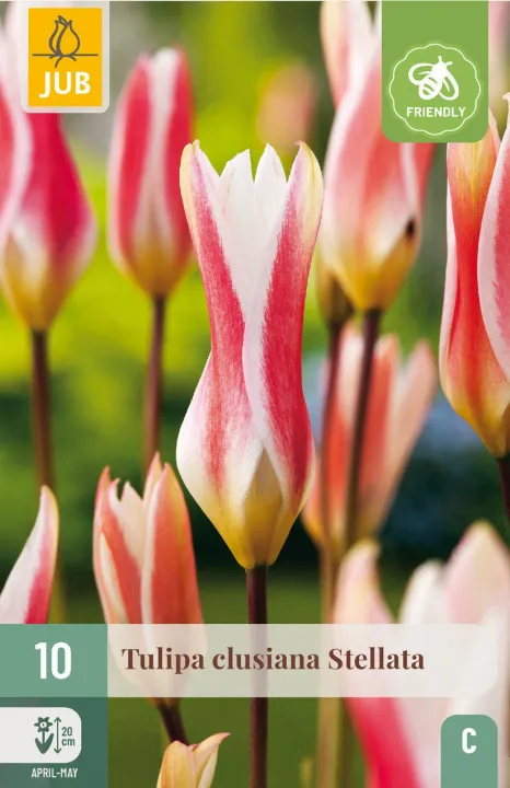 Tulipa clusiana 'Stellata'