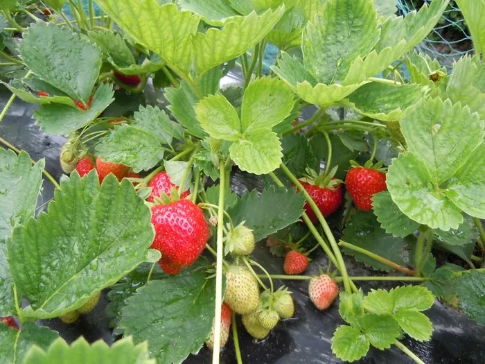 Fragaria 'Elsanta'