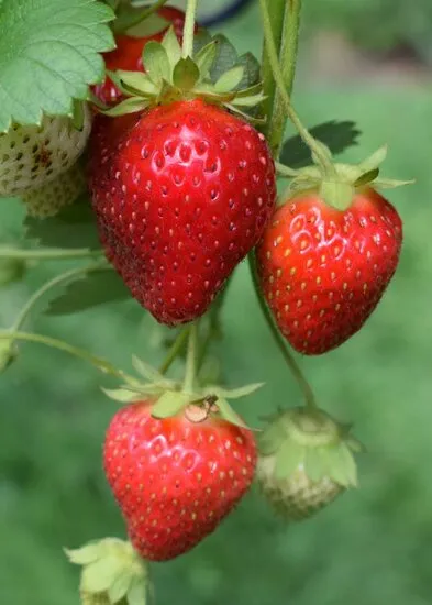Fragaria 'Sonata'