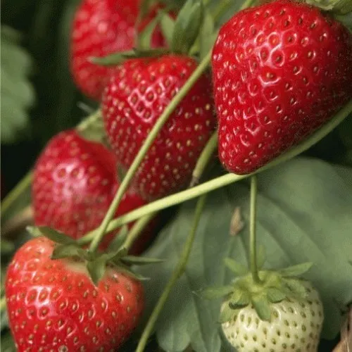 Fragaria 'Gento'