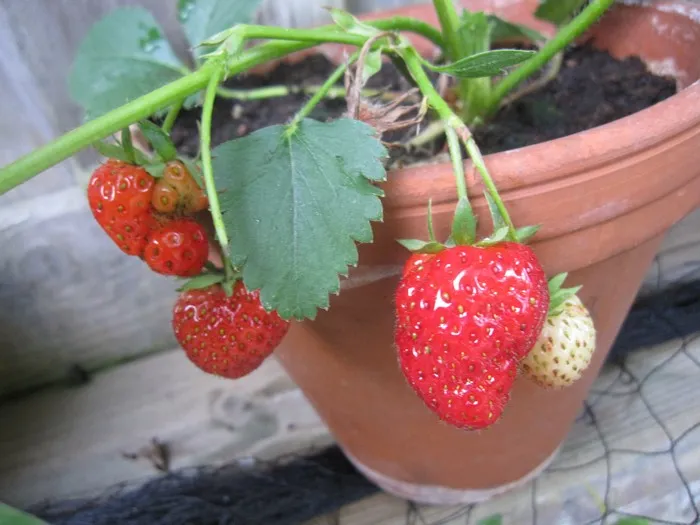 Fragaria 'Anaïs'