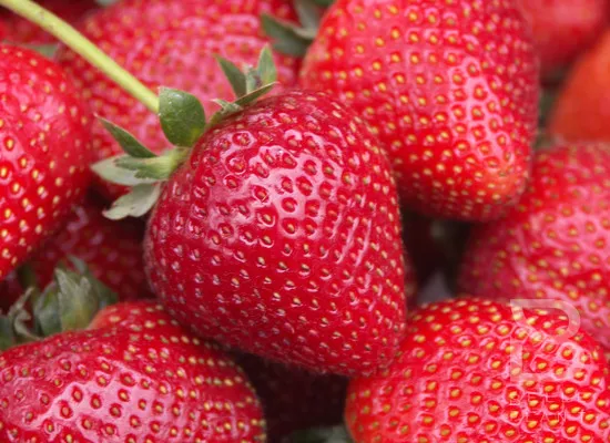 Fragaria 'Senga Sengana'