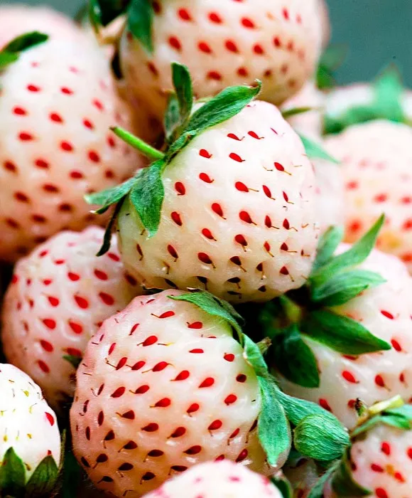 Fragaria Pineberry