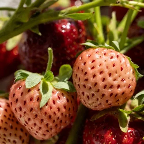 Fragaria 'Bubbleberry'