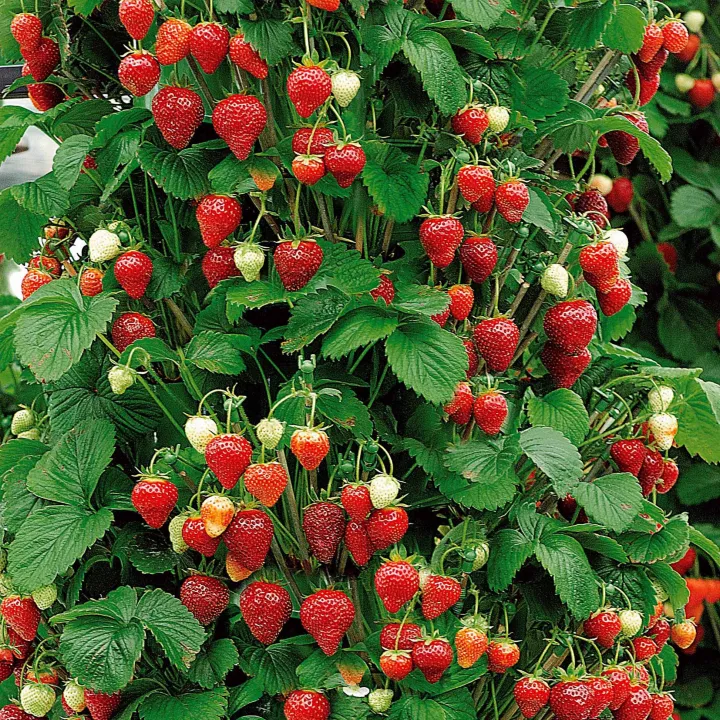 Fragaria Mount Everest