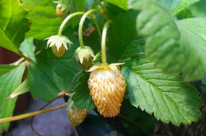 Fragaria 'Yellow Wonder'