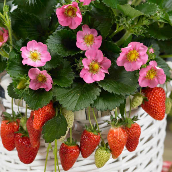 Fragaria 'Toscana'