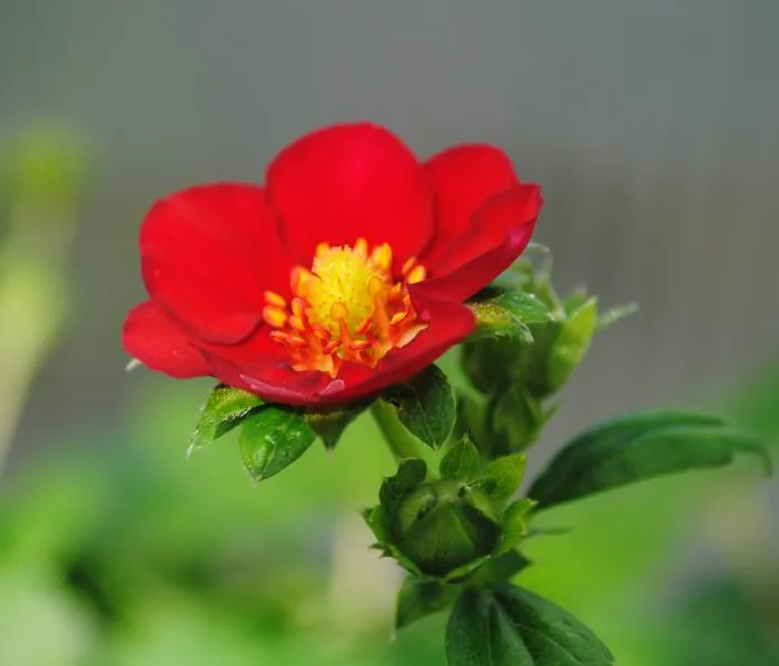 Fragaria 'Ruby Ann'